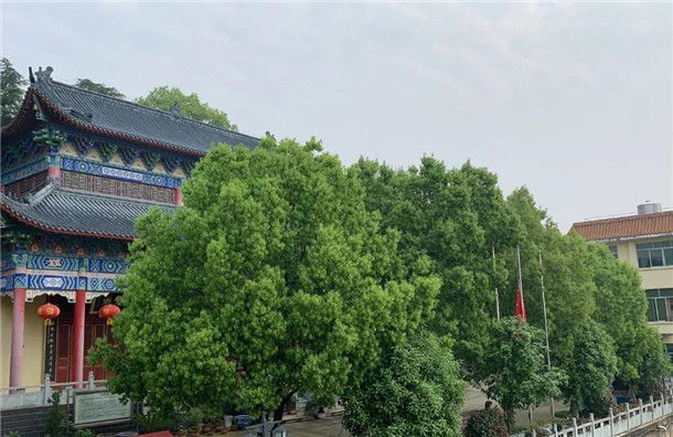 缅怀英烈，悼念同胞 | 湖北省佛教界举行哀悼活动